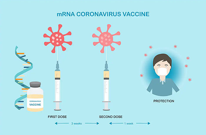 How mRNA Vaccines Work | Quality Digest