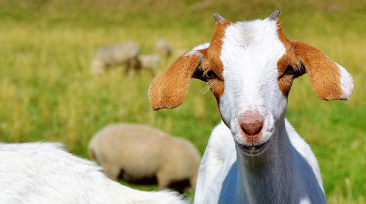 Solving the Six Sigma Goat Mystery | Quality Digest